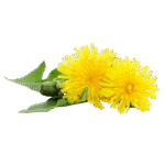 Kiaulpienių šaknys